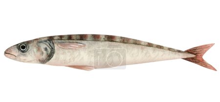 Photo for Single sardine fish watercolor illustration isolated on white background. Fresh Atlantic fish clipartin grey, pastel red and green colors for seafood products designs. - Royalty Free Image