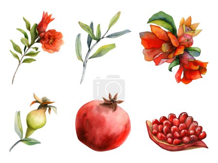Photo for Pomegranates watercolor botanical illustration set isolated on white background with fresh juicy ripe, whole and cut pomegranate with seeds, red flowers and branches for natural cosmetics or juice. - Royalty Free Image