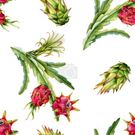 Foto de Acuarela ptaya ramas de cactus con frutos de dragón rojo y flores patrón sin costuras sobre fondo blanco. Dibujo botánico realista de plantas tropicales de cultivo exótico. - Imagen libre de derechos