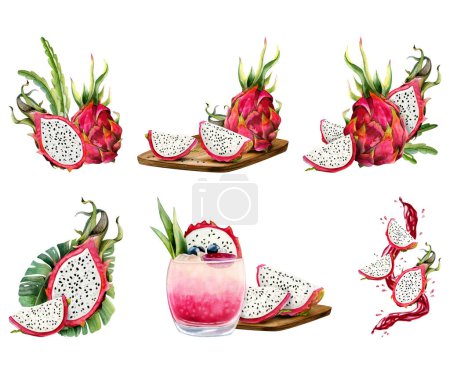 Foto de Rojo rosa pitaya dragón frutas acuarela ilustración conjunto con pitaya entera, rebanadas composiciones. Dibujo botánico realista de planta exótica de cactus para sabores y diseños de verano aislados en blanco. - Imagen libre de derechos