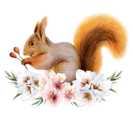 Téléchargez les photos : Aquarelle mignon écureuil tenant des baies avec des fleurs roses couronne illustration isolé sur fond blanc pour les dessins de pépinière, autocollants et impressions. - en image libre de droit