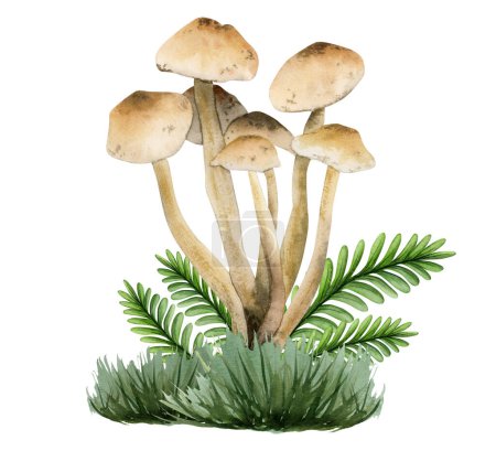 Photo for Marasmius oreades light brown edible mushroom in grass and leaves illustration. Hand drawn watercolor fairy ring champignon isolated on white background for recipe, menu, packaging, Halloween designs. - Royalty Free Image