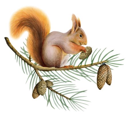 Téléchargez les photos : Écureuil roux orange sur branche d'épinette avec cônes de pin illustration aquarelle d'un animal forestier isolé sur fond blanc. - en image libre de droit