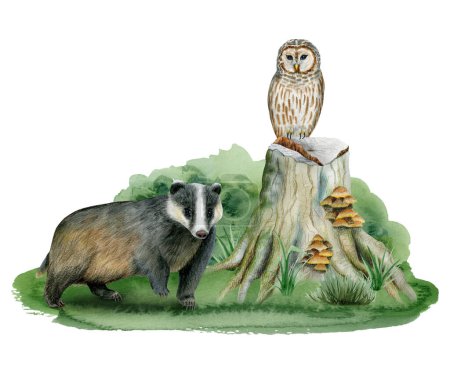Foto de Bosque animales tejón y búho en árbol tocón y hierba acuarela bosque ilustración aislado sobre fondo blanco para niños habitación diseños. - Imagen libre de derechos