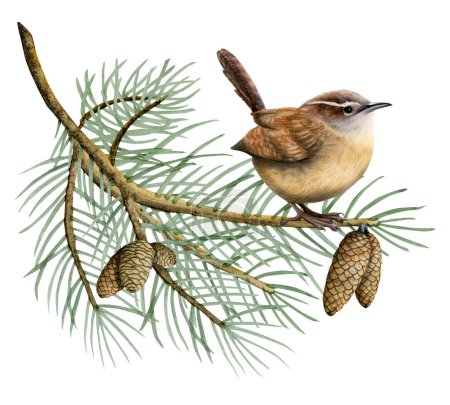 Watercolor Eurasian wren bird sitting on spruce tree branch with pine cones watercolor illustration of forest animal isolated on white background.