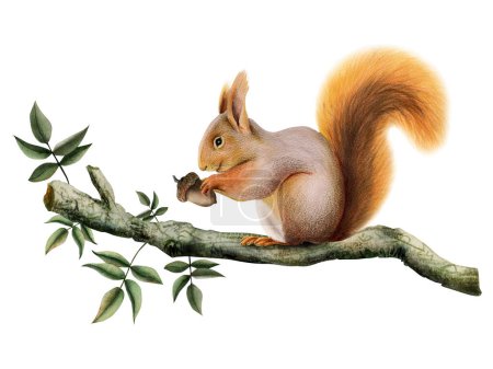 Photo for Orange brown squirrel holding an acorn on tree branch with green leaves watercolor illustration of forest animal isolated on white. - Royalty Free Image