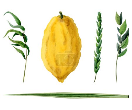 Sukkot Pflanzen illustrieren eine Reihe traditioneller Symbole. Vier Arten Etrog, Hadass, Lulav, Aravah oder Aquarell Weide und Myrtenzweige, Zitrone, Palmwedel isoliert auf weißem Hintergrund.
