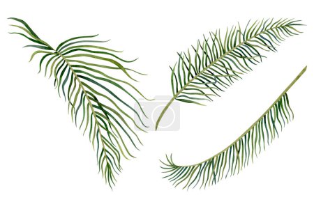 Acuarela hojas de palmeras tropicales de Acrocomia. Selva, ilustraciones botánicas aisladas sobre fondo blanco para diseños florales de verano. Colección de hojas verdes de Anthurium y planta casera.