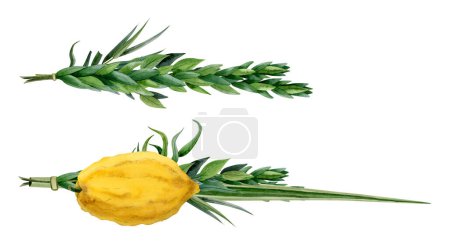 Sukkot traditional plants set of watercolor illustration isolated on white background. Four species bunch etrog, hadass, lulav, aravah or willow and myrtle branches, citron, palm frond.