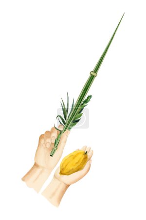 Photo for Sukkot waving the Lulav watercolor illustration isolated on white background for Jewish holiday. Mans hands holding four species of palm leaf, myrtle, willow and Etrog. - Royalty Free Image