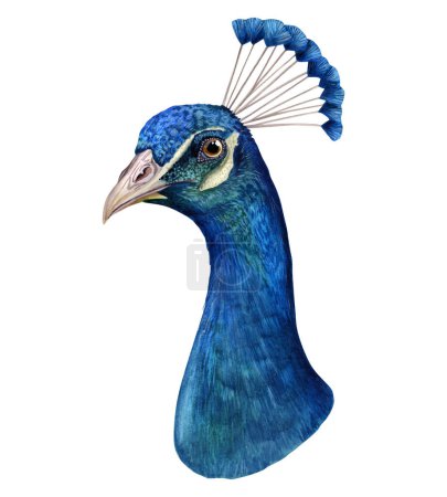 Photo for Watercolor peacock head portrait illustration isolated on white background of realistic colorful turquoise blue tropical bird clipart for stickers, scrapbooking and web design. - Royalty Free Image