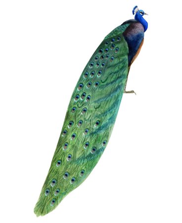 Téléchargez les photos : Oiseau de paon aquarelle avec illustration longue queue colorée isolée sur fond blanc. Nature tropicale réaliste clipart détaillé dans les couleurs bleu et vert. - en image libre de droit