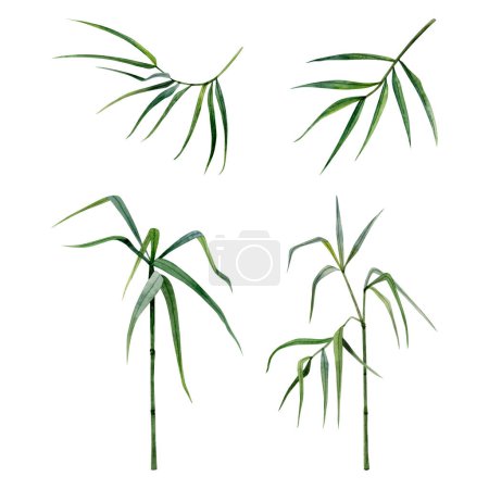 Foto de Ilustraciones en acuarela de bambú engastadas con tallos, ramas y hojas aisladas sobre fondo blanco. Tropical naturaleza china dibujado a mano clipart realista. - Imagen libre de derechos
