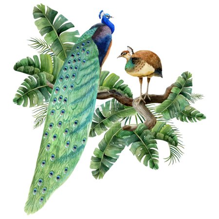Téléchargez les photos : Oiseaux de paon assis sur des branches dans des feuilles tropicales de palmier aquarelle illustration isolée sur fond blanc. Été nature réaliste clipart détaillé. - en image libre de droit