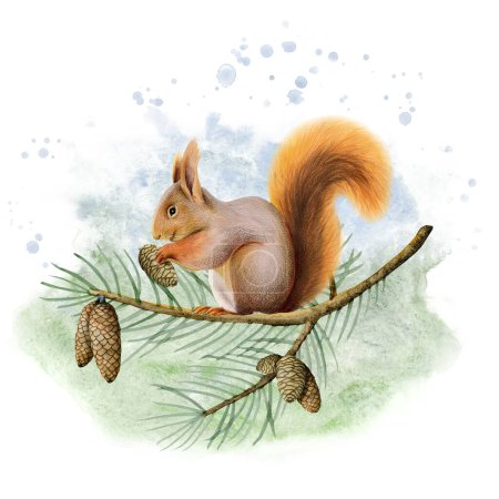 Téléchargez les photos : Écureuil aquarelle assis sur une branche d'épinette avec des cônes de pin illustration de l'animal de la forêt sur fond bleu vert. - en image libre de droit