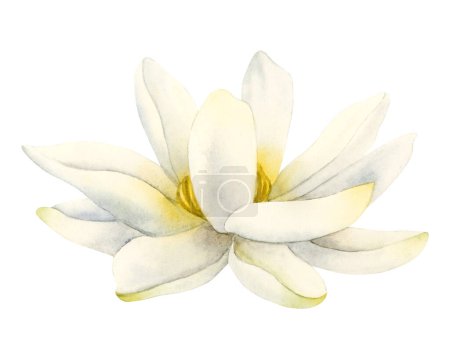 Téléchargez les photos : Lotus blanc fleur aquarelle réaliste illustration isolée sur fond blanc pour les centres youga et logos, cosmétiques naturels, soins de santé et produits ayurvédiques. - en image libre de droit
