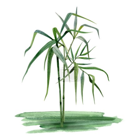 Foto de Tallos de bambú acuarela en crecimiento con ramas y hojas sobre hierba ilustración aislada sobre fondo blanco. Naturaleza tropical dibujado a mano clipart realista. - Imagen libre de derechos