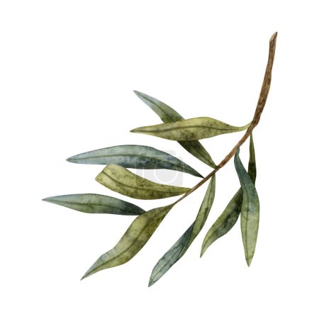 Photo for Olive tree branch for peace watercolor illustration isolated on white background. Hand drawn botanical clipart for spring and summer nature design. - Royalty Free Image
