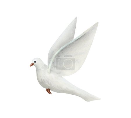 Téléchargez les photos : Colombe volante blanche de paix aquarelle illustration isolée sur fond blanc. Oiseau pigeon dessiné à la main dans un style simple réaliste. - en image libre de droit