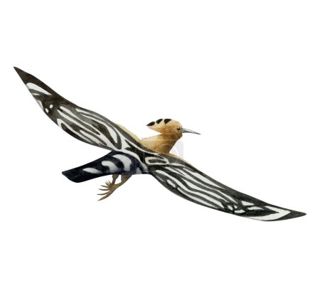Téléchargez les photos : Illustration d'aquarelle d'oiseau de huppe volant isolée sur fond blanc. Upupa eurasienne dessinée à la main epops symbole national d'Israël. - en image libre de droit