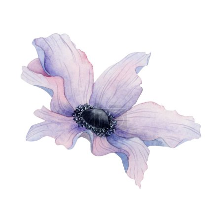 Foto de Acuarela flor anémona púrpura ilustración aislada sobre fondo blanco. Dibujo botánico de primavera para tarjetas de felicitación, diseños estacionarios y de bodas. - Imagen libre de derechos