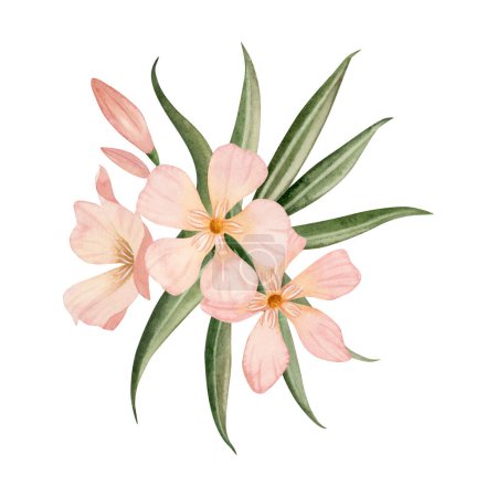 Oleander branch with flowers, buds and leaves watercolor illustration isolated on white background. Peach fuzz pastel pink color floral bouquet for wedding 2024 designs.