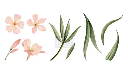 Téléchargez les photos : Peach fuzz oleander fleurs et feuilles vertes aquarelle ensemble dans la couleur rose pastel isolé sur fond blanc. Branche avec bourgeons clipart floral botanique - en image libre de droit