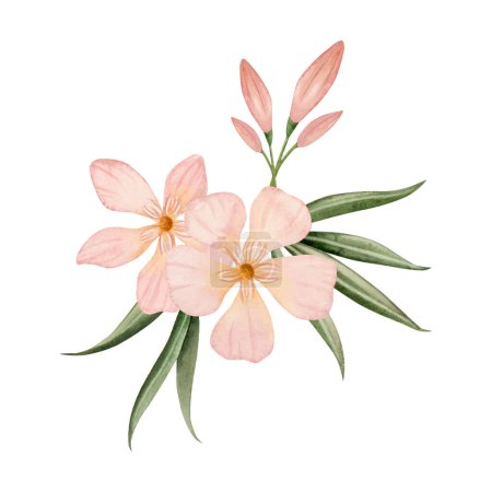 Photo for Elegant peach colored Oleander flowers with buds and leaves watercolor illustration isolated on white background. Pastel pink color floral bouquet for wedding designs. - Royalty Free Image