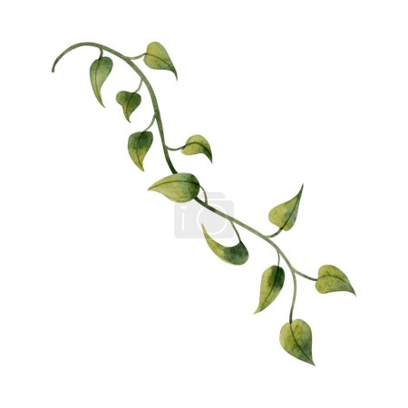 Photo for Epipremnum liana vine plant watercolor illustration isolated on white. Realistic tropical leaves clipart. - Royalty Free Image