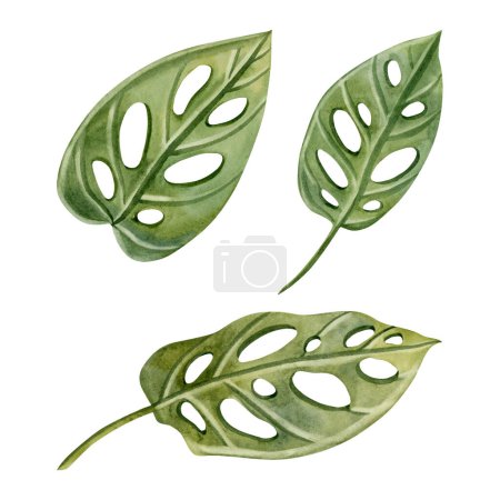 Téléchargez les photos : Monstera obliqua masque de singe plantes tropicales feuilles aquarelle ensemble d'illustration isolé sur fond blanc pour les dessins botaniques de la forêt tropicale. - en image libre de droit