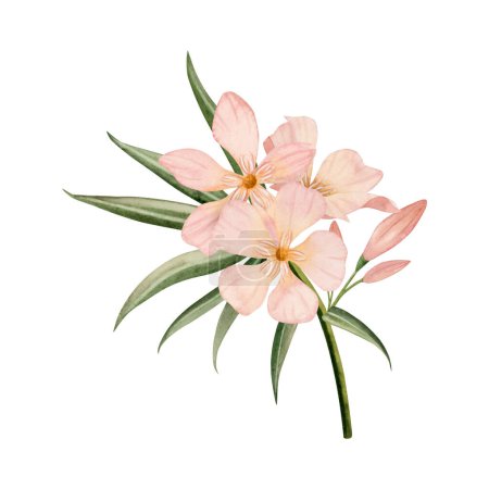 Photo for Floral Oleander flowers with buds on branch watercolor illustration isolated on white background. Pastel pink color bouquet for wedding designs. - Royalty Free Image