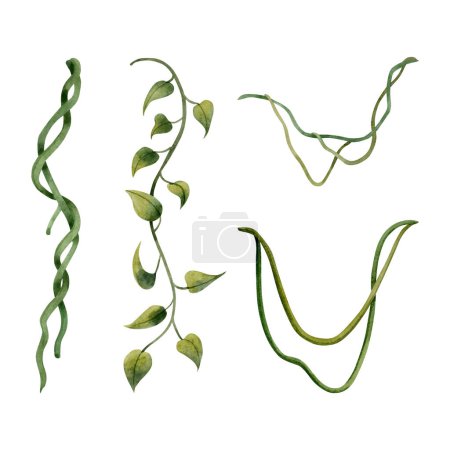 Photo for Different liana vine plants tropical set watercolor illustration isolated on white for realistic and detailed jungle designs. - Royalty Free Image