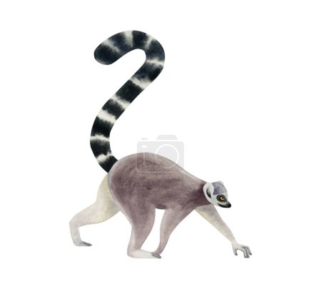 Photo for Walking ring-tailed lemur with long black and white tail watercolor illustration isolated on white background. Funny realistic Madagascar tropical animal monkey. - Royalty Free Image