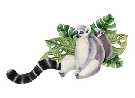 Photo for Mother lemur with a cub sitting in tropical palm leaves watercolor illustration isolated on white background. Cute Madagascar ring-tailed female monkey with baby. - Royalty Free Image