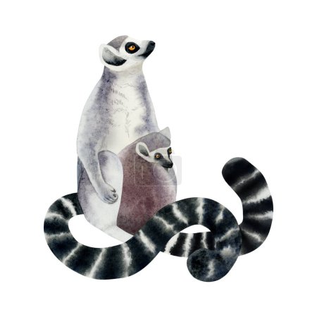 Photo for Mother lemur with a cub watercolor illustration isolated on white background. Hand drawn funny Madagascar tropical ring-tailed female monkey with baby. - Royalty Free Image