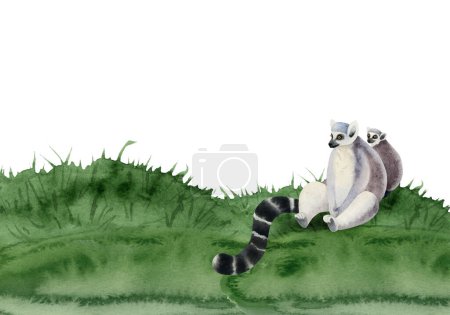 Téléchargez les photos : Singe lémurien avec un ourson assis sur de l'herbe aquarelle illustration bannière isolé sur fond blanc. Dessiné à la main drôle Madagascar animal tropical. - en image libre de droit