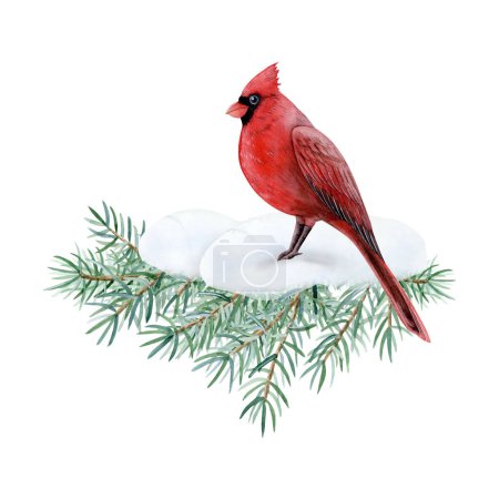 Téléchargez les photos : Cardinal oiseau assis sur branche de sapin avec illustration aquarelle de neige isolé sur fond blanc pour Noël et Nouvel An cartes de vœux en rouge et vert. - en image libre de droit