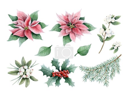 Weihnachten Winter Blumen, Pflanzen, Beeren und Tannenzweige Aquarell Illustration Set von Elementen isoliert auf weiß. Handgezeichnete Weihnachtssterne, Schneebeeren und Stechpalmen für die Weihnachtszeit.