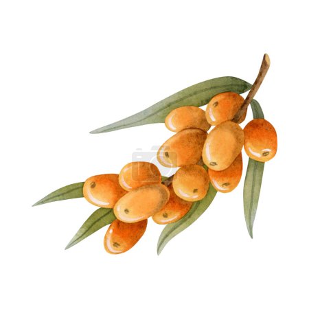 Photo for Sea buckthorn orange berries on branch with leaves watercolor illustration isolated on white for natural cosmetics with Hippophae, herbal tea, organic oil, jam and healing juice. - Royalty Free Image