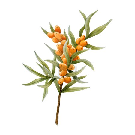 Photo for Lush sea buckthorn branch with Hippophae orange berries and green leaves watercolor illustration isolated on white for natural, organic cosmetics, herbal food and vegan friendly products. - Royalty Free Image