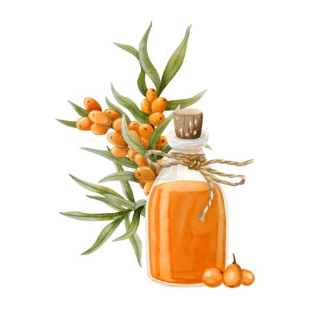 Photo for Seaberry oil glass bottle with cork and orange berries branch watercolor illustration isolated on white background. Organic herbal sea buckthorn product for healthy lifestyle with Hippophae. - Royalty Free Image
