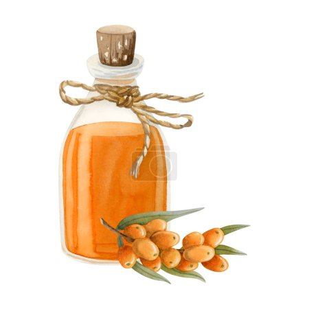 Photo for Sea buckthorn cosmetic oil in glass bottle with Hippophae orange berries branch watercolor illustration isolated on white. Organic traditional medicine product for hair care and herbal shampoos. - Royalty Free Image