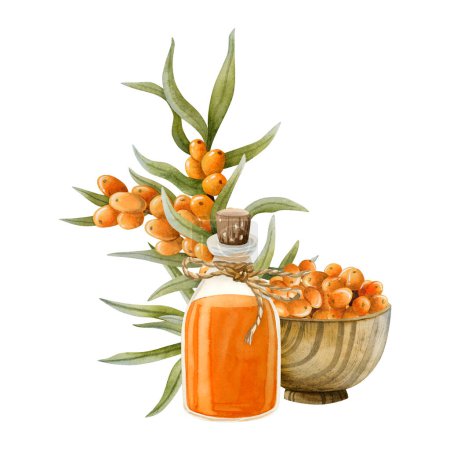 Watercolor sea buckthorn oil in glass bottle with seaberry branches and wooden bowl full of orange berries watercolor isolated illustration. Organic herbal product for dietary and medicine