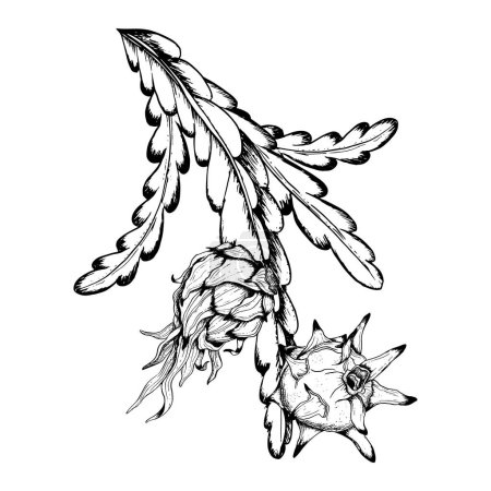 Téléchargez les illustrations : Pitaya dragon fruits branches vectorielles graphiques en blanc noir esquisse illustration de la plante exotique tropicale. - en licence libre de droit