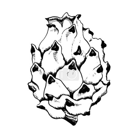 Illustration for Pitaya dargon fruit black and white line sketch illustration. Vector pitahaya ink line drawing of exotic tropical plant. - Royalty Free Image