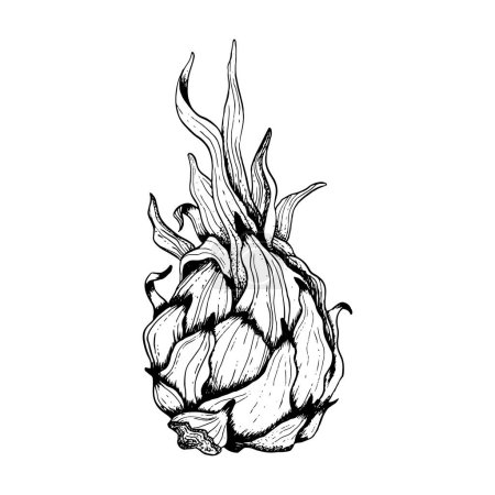 Illustration for Whole pitaya dargon fruit with leaves black and white line sketch illustration. Vector pitahaya ink line drawing of exotic tropical plant. - Royalty Free Image