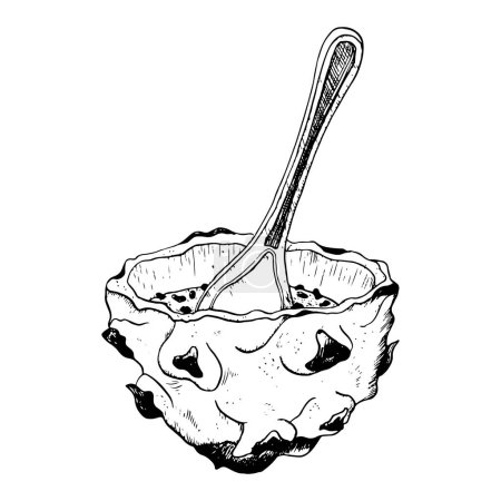 Illustration for Vector dragon fruit half dessert with spoon black and white illustration. Tropical Asian pitaya clipart. Realistic line drawing for exotic flavours, summer designs. - Royalty Free Image