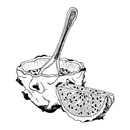 Illustration for Vector black and white dragon fruit half dessert with a slice illustration. Tropical Asian pitaya food. Realistic line drawing for exotic flavours, summer designs. - Royalty Free Image