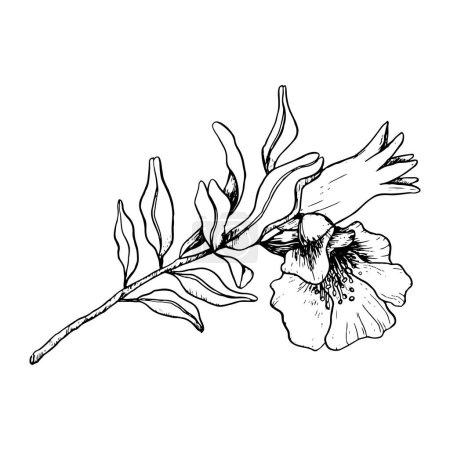 Ilustración de Rama de granada vectorial con flores en flor e ilustración de línea de fruta joven. Botanical sketch art for Jewish Rosh Hashaná Saludos de año nuevo, cosméticos naturales. - Imagen libre de derechos