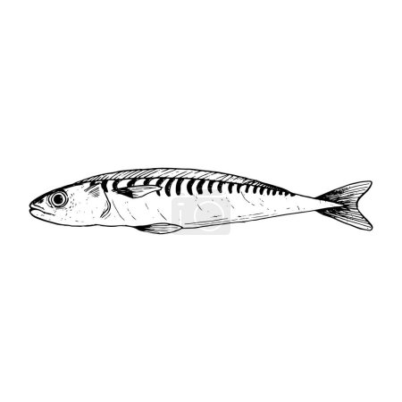 Téléchargez les illustrations : Illustration vectorielle d'une seule ligne de poissons sardines en noir et blanc. Croquis du poisson frais de l'Atlantique pour les dessins de produits de la mer. - en licence libre de droit